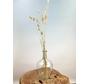 Bouteille "transparente" ø15xh17cm