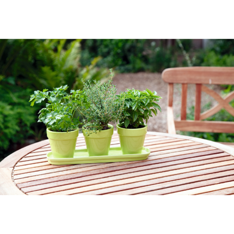 Buzzy Organic Kitchen Herbs Set Green