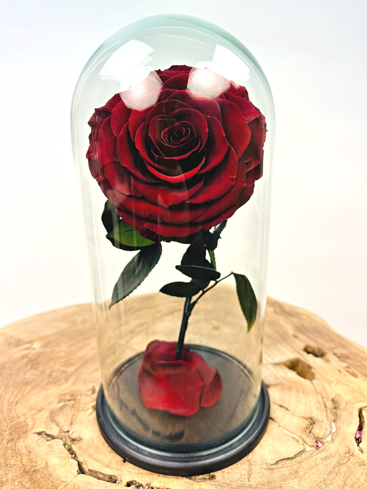 Fairy Longlife Rose im Glockentopf "dunkelrot" - groß
