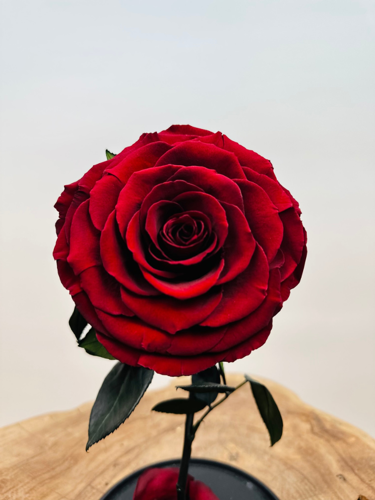 Fairy Longlife Rose in bell jar "dark red" - large