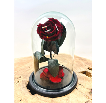 Fairy Longlife Rose im Glas "dunkelrot" - klein