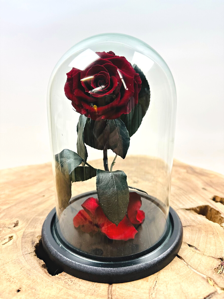 Fairy Longlife Rose im Glas "dunkelrot" - klein