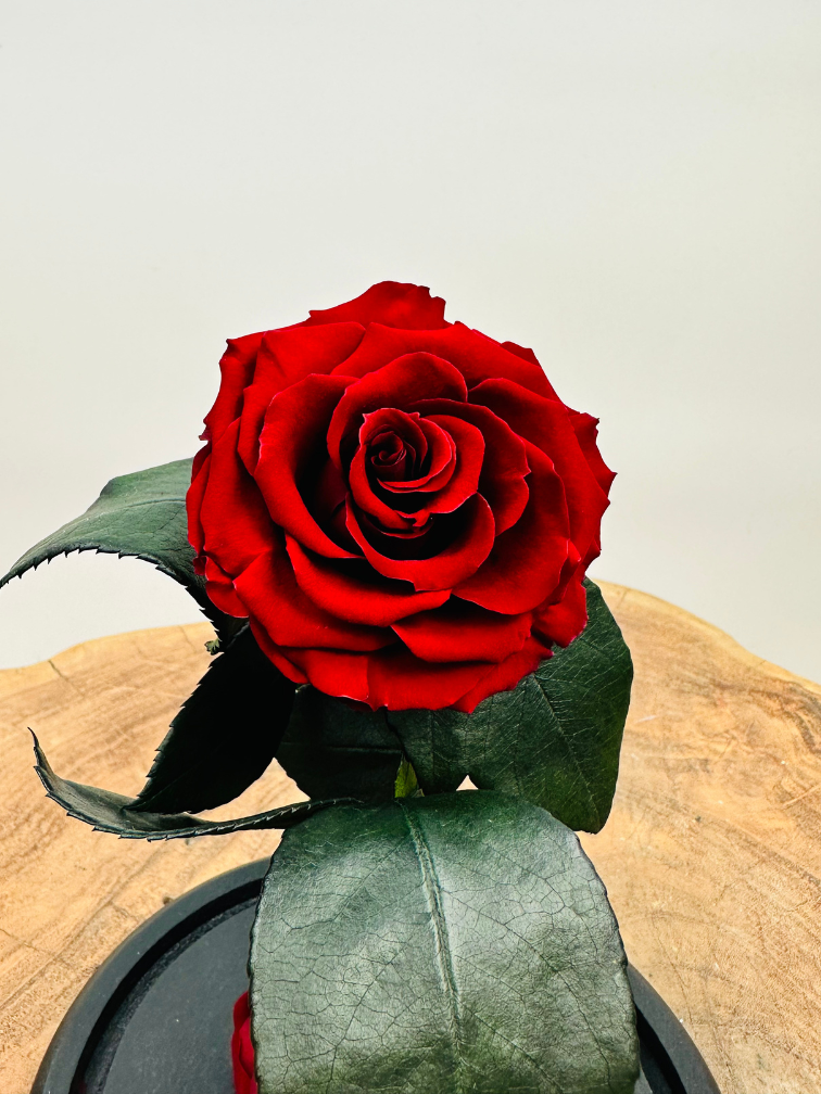 Fairy Longlife Rose in bell jar "dark red" - small