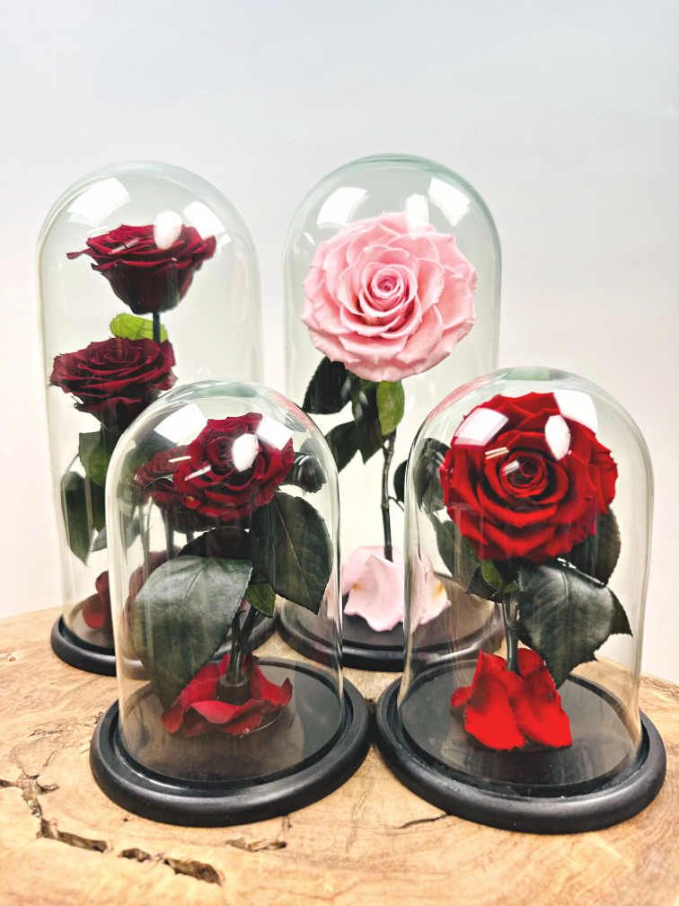 Fairy Longlife Rose im Glas "dunkelrot" - klein