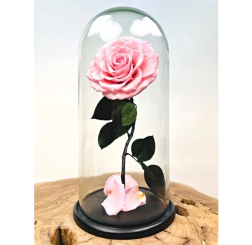 Uitverkocht - Fairy Longlife Rose in bell jar "pink" - large