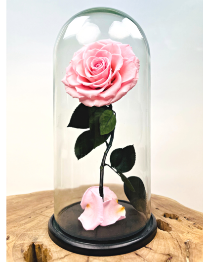 Rosa Hada Longlife en tarro de campana "rosa" - grande