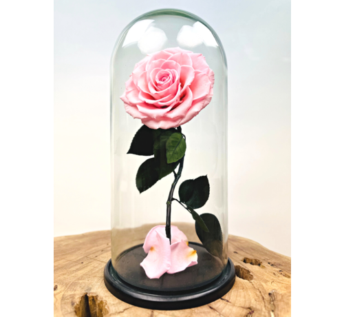 Rosa Hada Longlife en tarro de campana "rosa" - grande