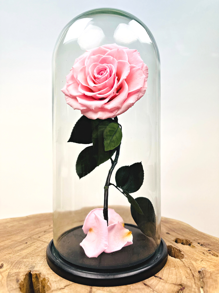Rose Fairy Longlife en pot de cloche "rose" - grande