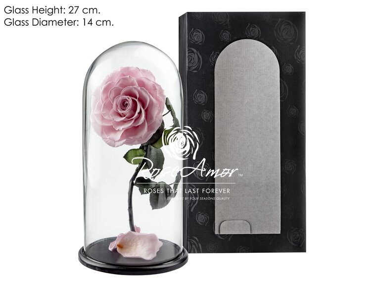 Rose Fairy Longlife en pot de cloche "rose" - grande