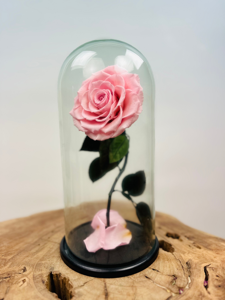 Rosa Hada Longlife en tarro de campana "rosa" - grande