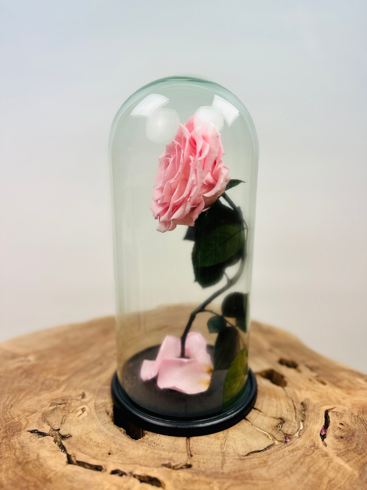 Fairy Longlife Rose im Glas "rosa" - groß