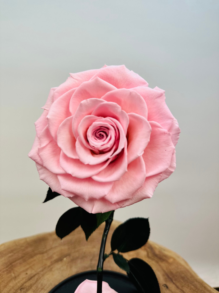 Rosa Longlife Fairy in vaso a campana "rosa" - grande