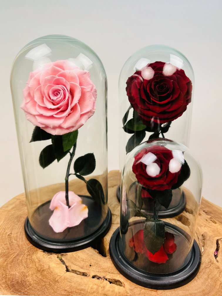 Fairy Longlife Rose im Glas "rosa" - groß