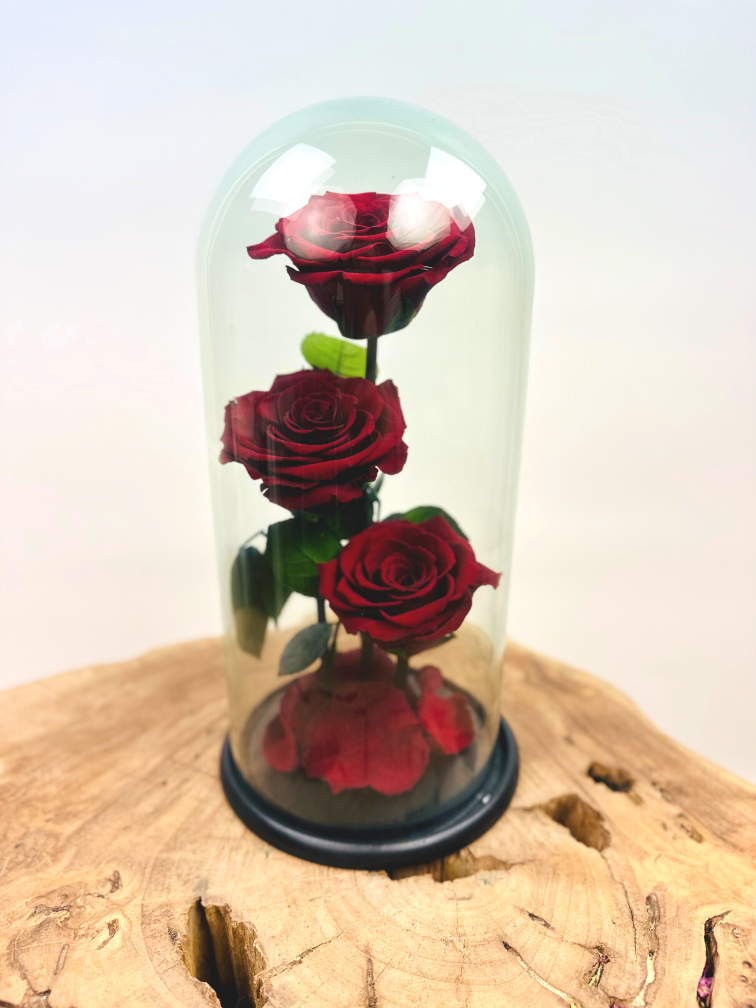 3 Longlife roses in bell jar "red" - large