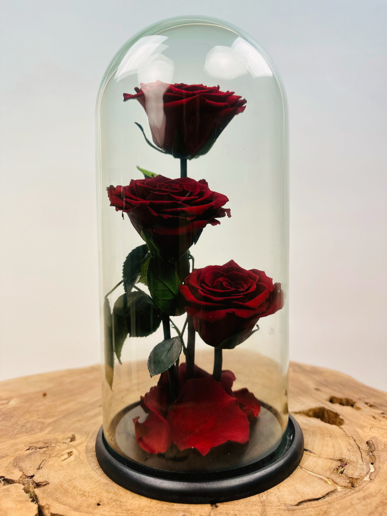 3 Longlife roses in bell jar "red" - large