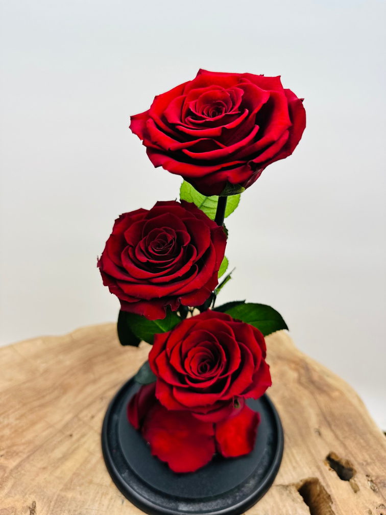 3 Longlife roses in bell jar "red" - large