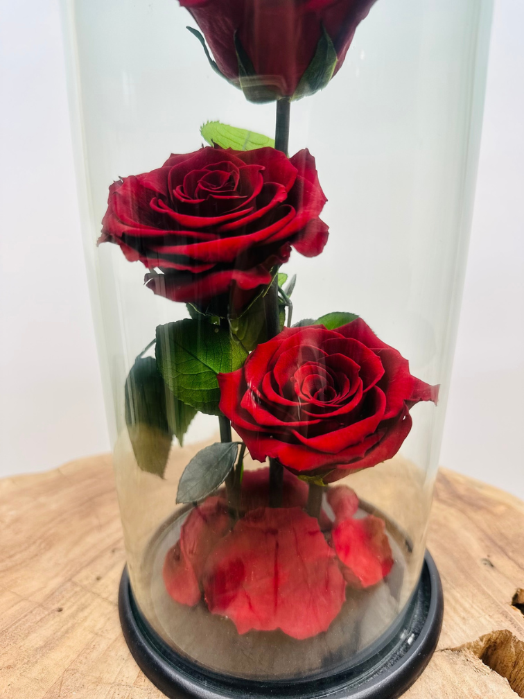 3 Longlife-Rosen im Glas "rot" - groß