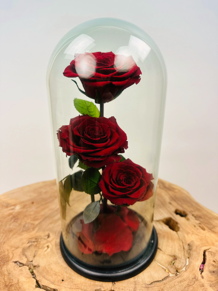 3 Longlife roses in bell jar "red" - large