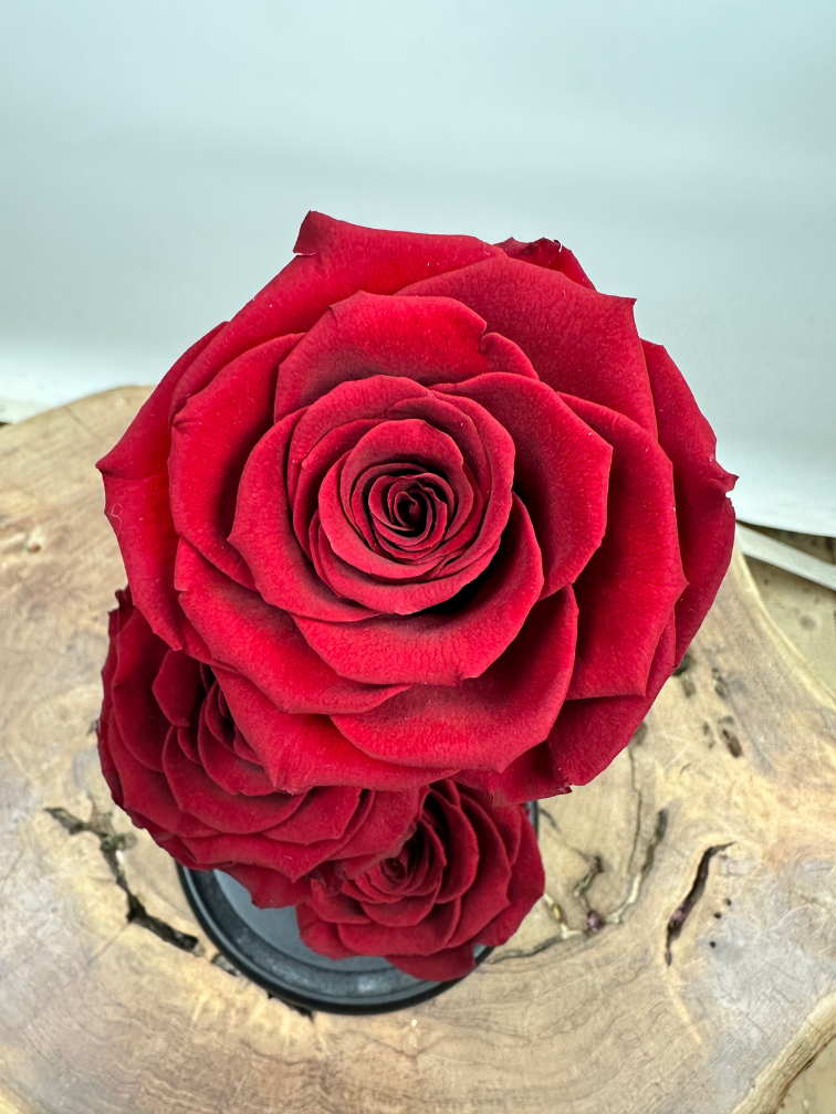 3 Longlife roses in bell jar "red" - large