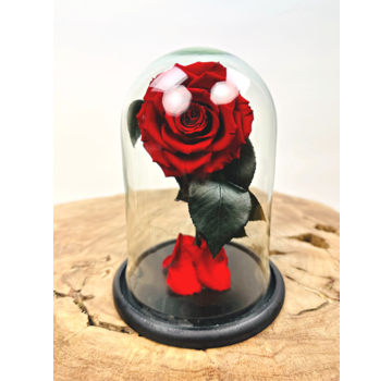 Fairy Longlife Rose in bell jar "red" - small