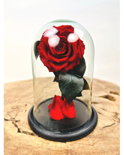 Fairy Longlife Rose im Glas "rot" - klein