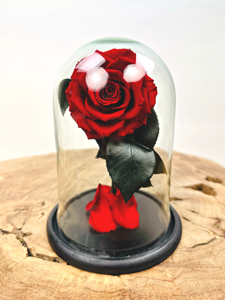 Fairy Longlife Rose dans un bocal "rouge" - petit