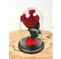 Fairy Longlife Rose dans un bocal "rouge" - petit