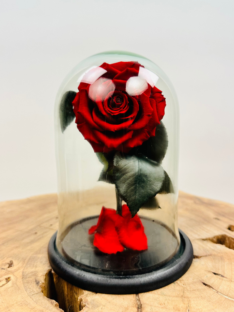 Fairy Longlife Rose dans un bocal "rouge" - petit