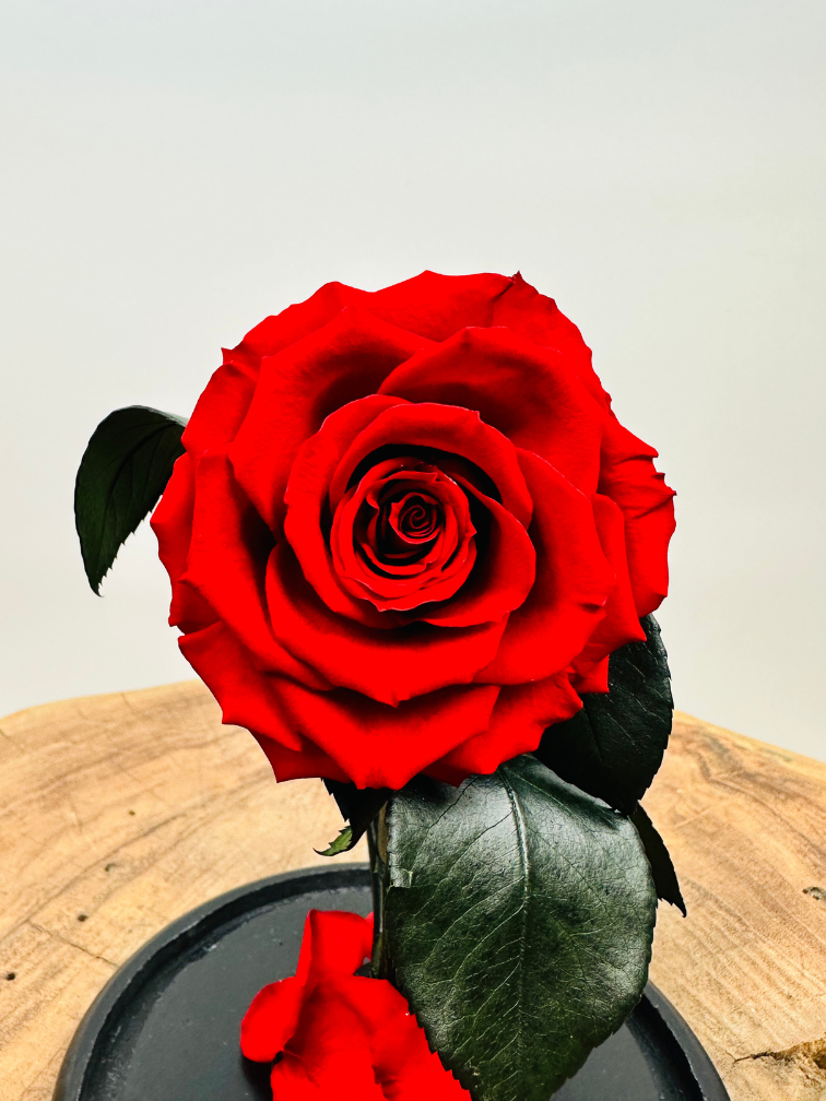 Fairy Longlife Rose dans un bocal "rouge" - petit