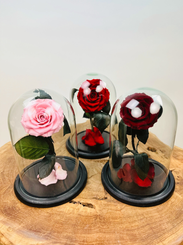 Fairy Longlife Rose dans un bocal "rouge" - petit