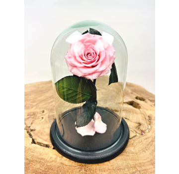 Hada Rosa de Larga Vida en tarro de campana "rosa" - pequeño