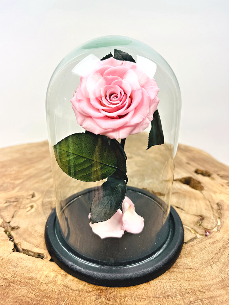 Rosa Longlife Fairy in vaso a campana "rosa" - piccola