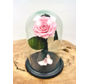 Rosa Longlife Fairy in vaso a campana "rosa" - piccola