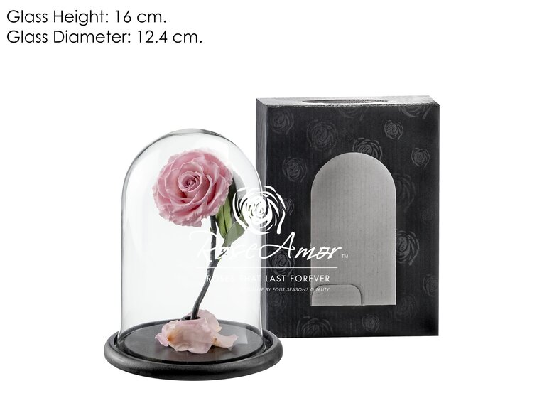 Hada Rosa de Larga Vida en tarro de campana "rosa" - pequeño
