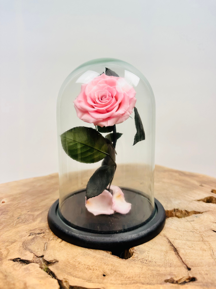 Rosa Longlife Fairy in vaso a campana "rosa" - piccola