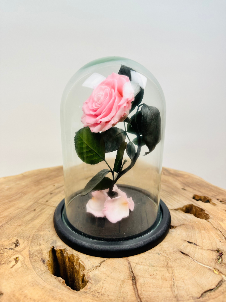 Fairy Longlife Rose im Glas "rosa" - klein