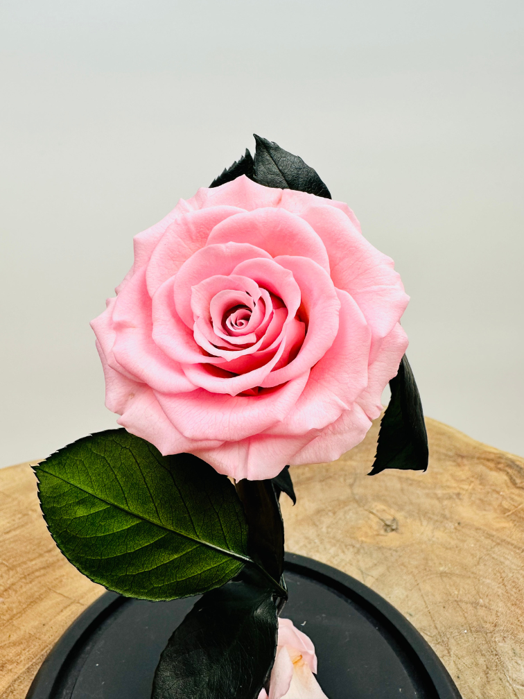 Fairy Longlife Rose im Glas "rosa" - klein