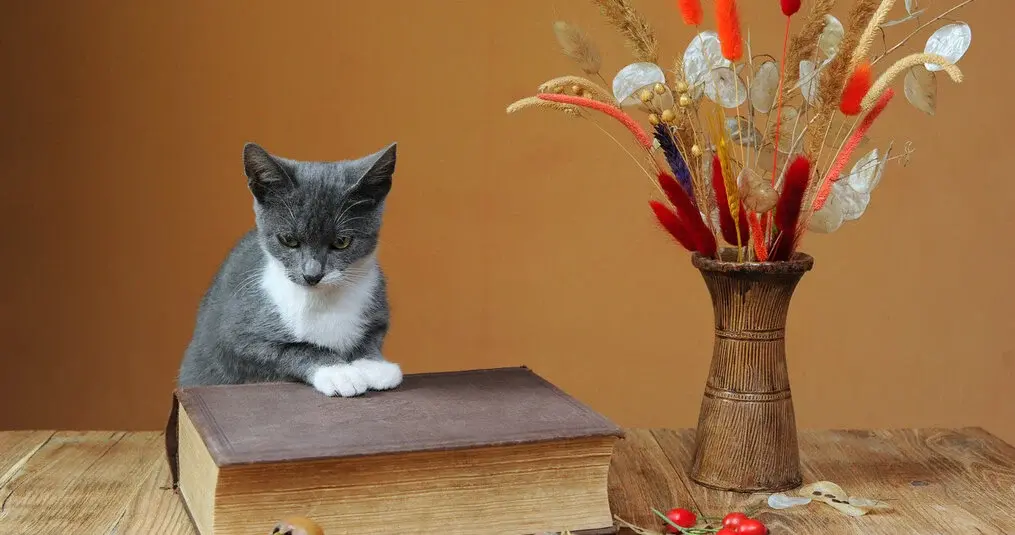 Sind Trockenblumen giftig für Katzen?