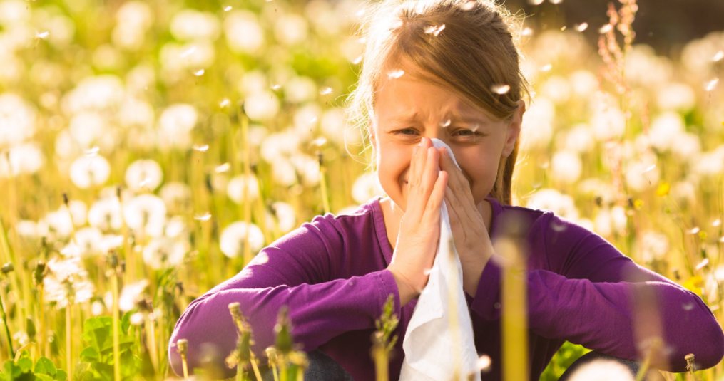 Trockene Blumen und Allergien: Was hat es damit auf sich?