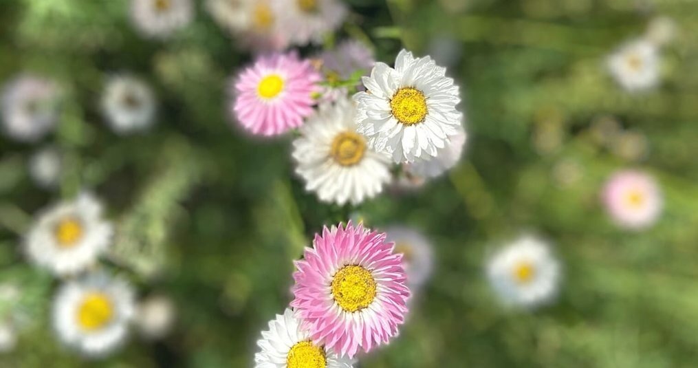 Wie lagert man Trockenblumen?