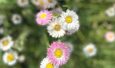 Wie lagert man Trockenblumen?