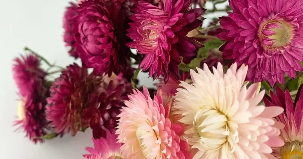 Hur länge håller torkade blommor?