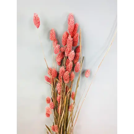 Dried grasses & grains