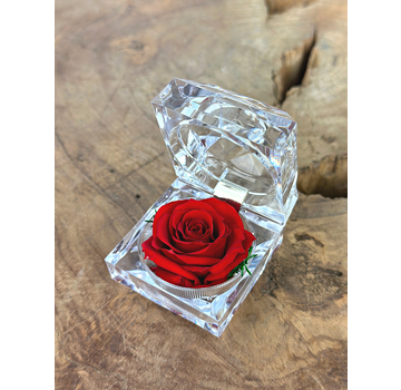 Rote Longlife-Rose in transparenter "Juwel"-Geschenkbox