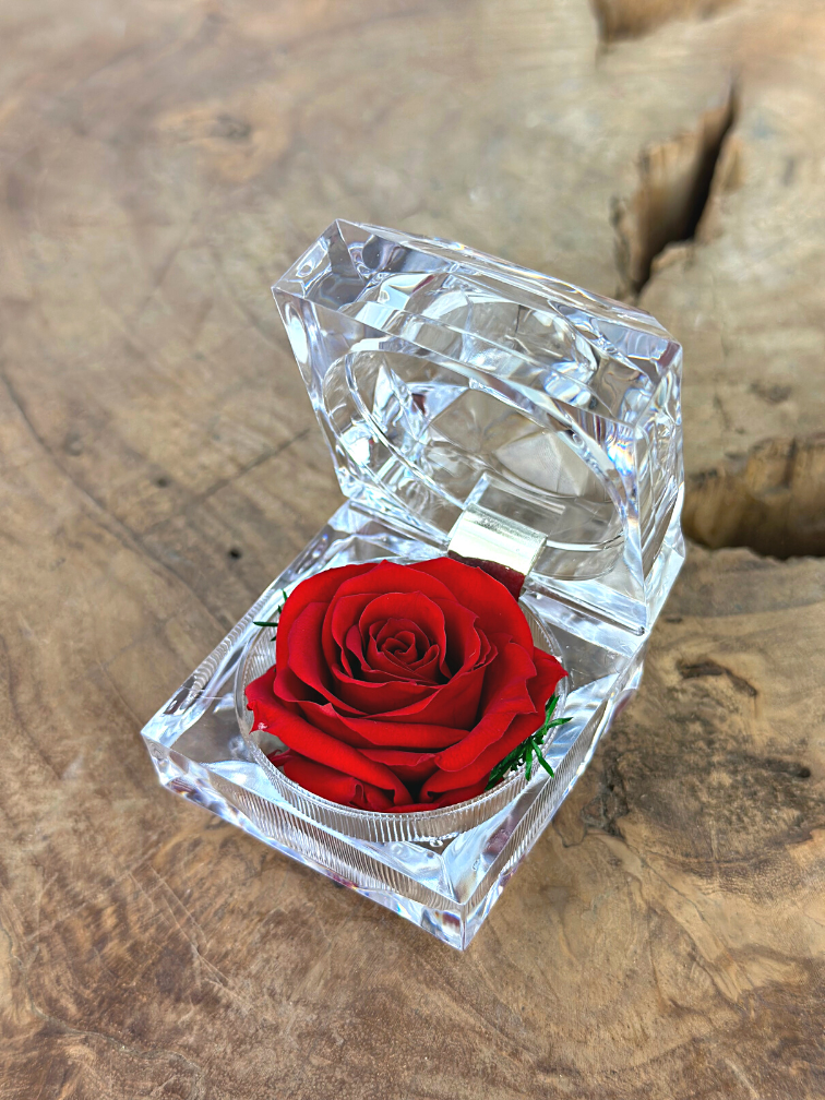 Rosa roja de larga vida (kleinn) en caja de regalo "joya" transparente