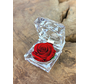 Rose rouge à longue durée de vie (kleinn) dans une boîte cadeau transparente "bijou".