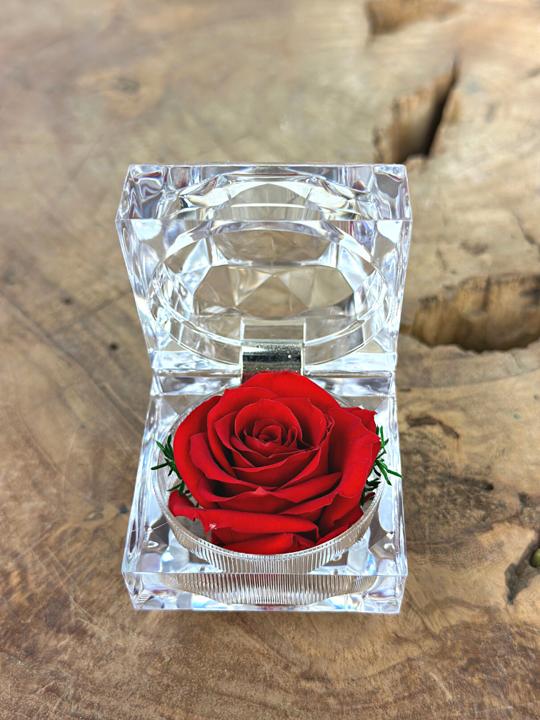 Rosa roja de larga vida (kleinn) en caja de regalo "joya" transparente