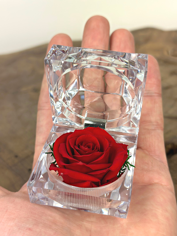 Rosa rossa a lunga conservazione (kleinn) in confezione regalo "gioiello" trasparente