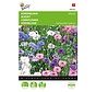 Buzzy® Centaurea, Fiordaliso a fiore doppio misto