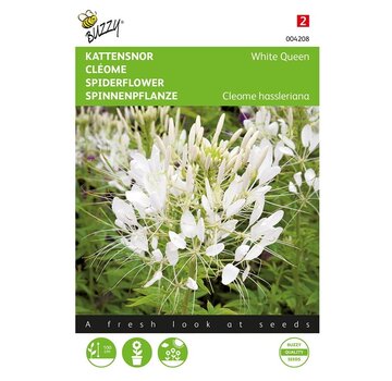 Buzzy® Cleome, kattens mustasch Vit drottning